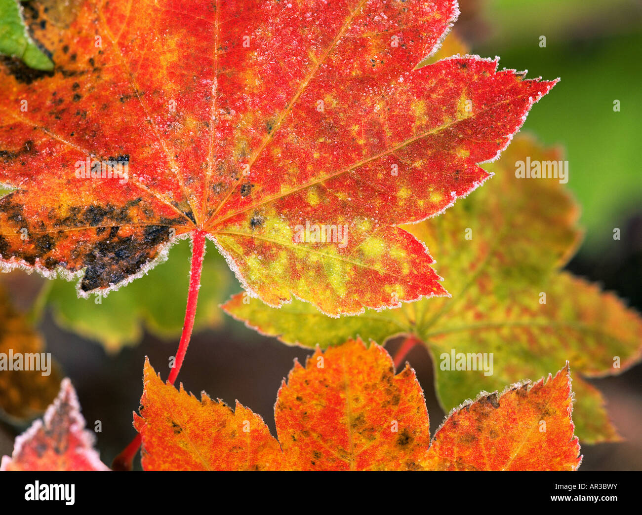 Givre sur vine Maple Leaves Banque D'Images