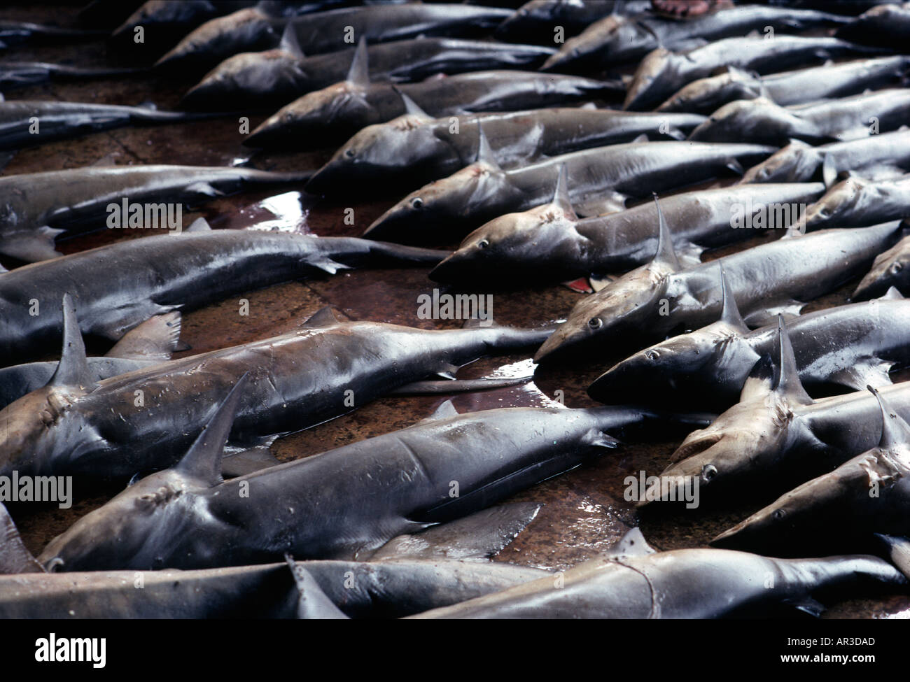 Les requins ont montré au cours d'une vente aux enchères de poisson à Karachi Pakistan Banque D'Images