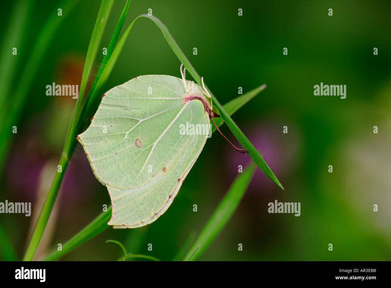 Brimstone Gonepteryx rhamni sur feuille gransden cambridgeshire bois bluebell Banque D'Images