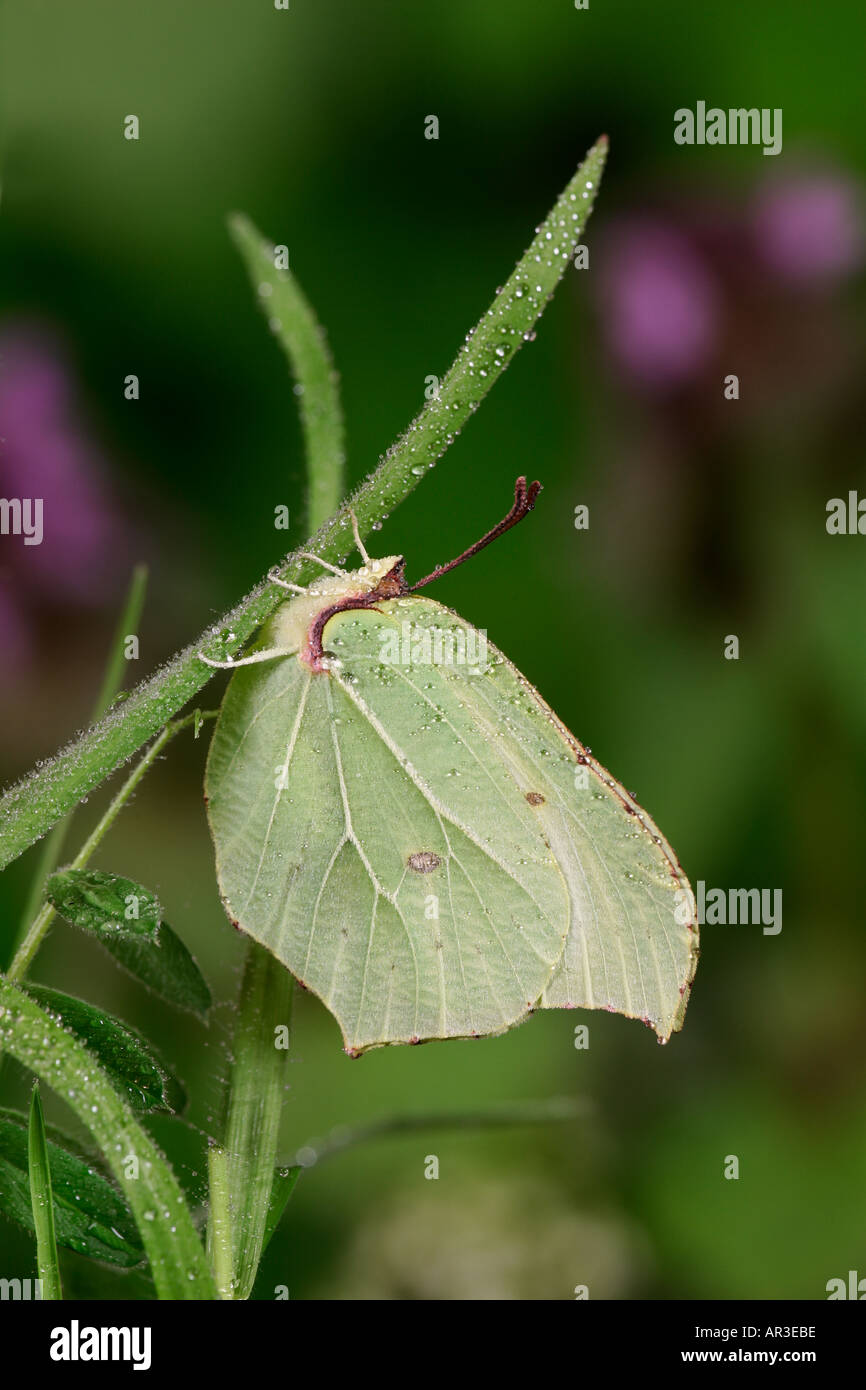 Brimstone Gonepteryx rhamni sur feuille gransden cambridgeshire bois bluebell Banque D'Images