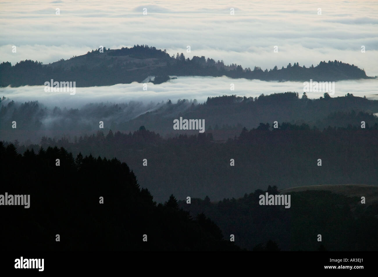 Le brouillard et les crêtes, Santa Cruz Mountains Banque D'Images