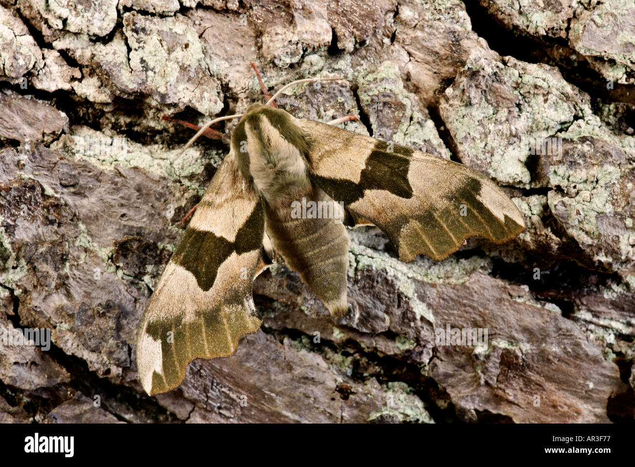 Hawk moth Mimas tiliae Lime au repos sur tronc d'arbre potton bedfordshire Banque D'Images