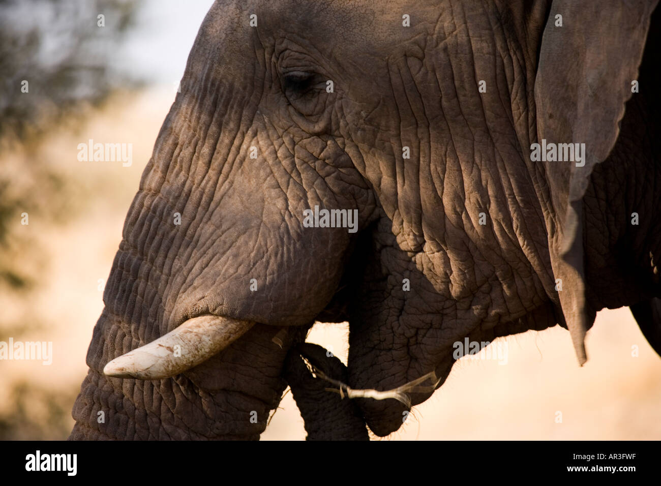 Le pâturage des éléphants du désert, dans le Damaraland, Namibie. Banque D'Images