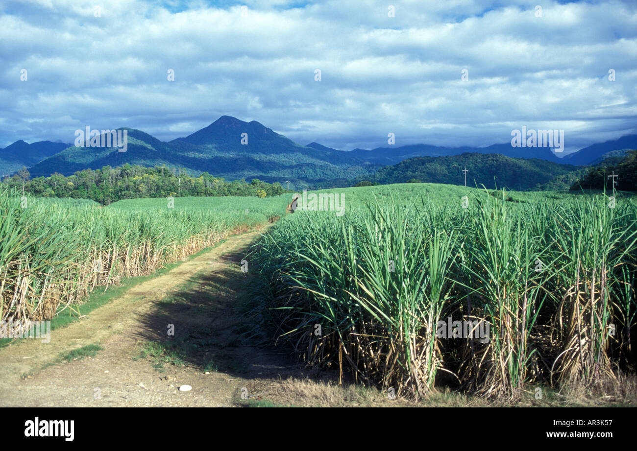 La culture de la canne à sucre dans le nord-est de Queensland, Australie Banque D'Images