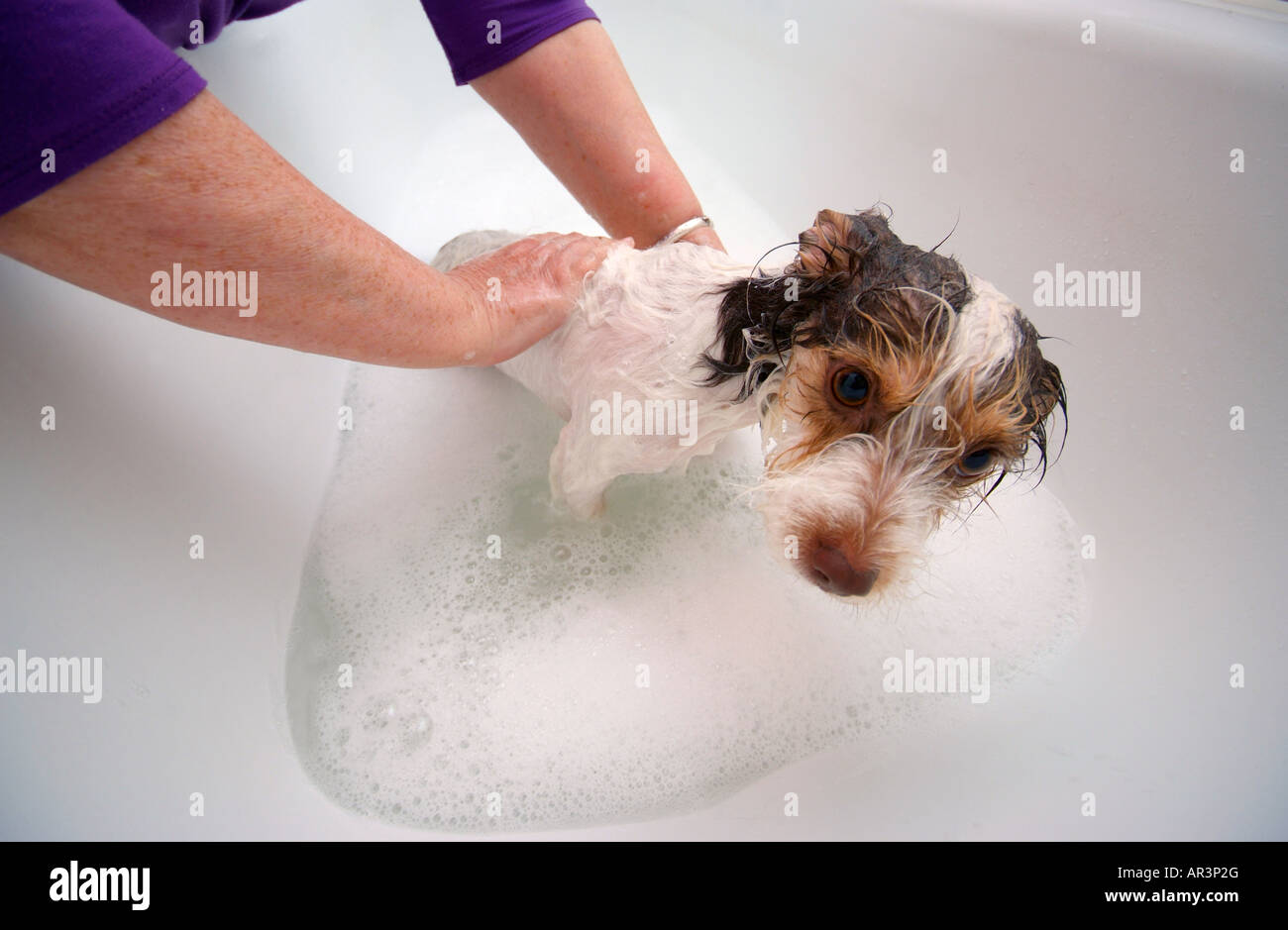 Un Bichon Frise Jack Russell cross race est baignée dans un bain. Banque D'Images