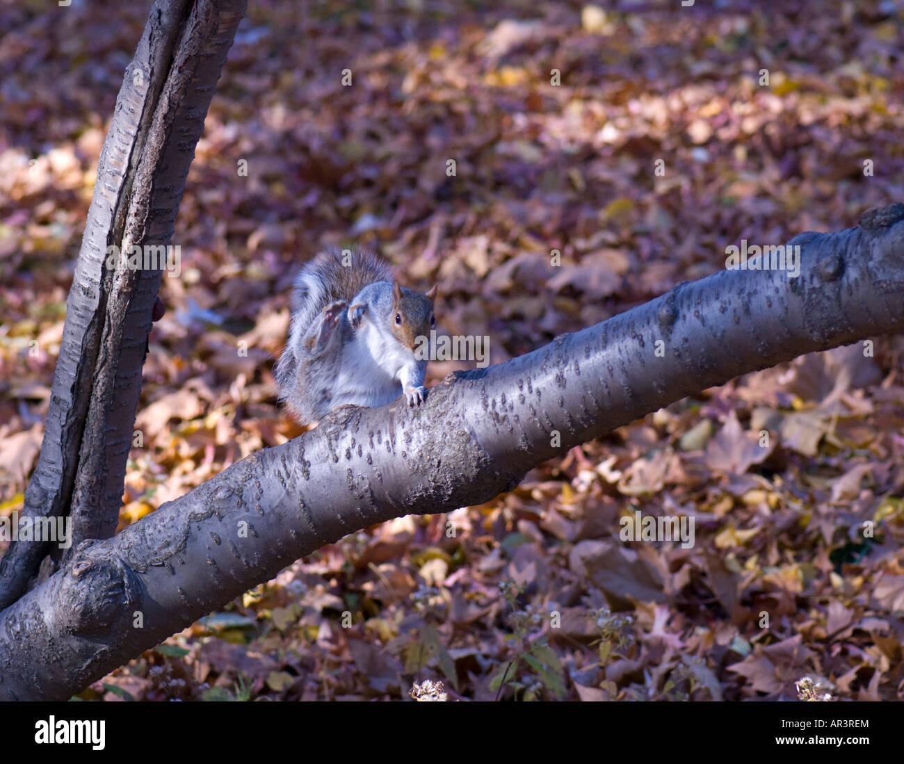 Nettoyage de l'Écureuil gris lui-même on tree branch Banque D'Images