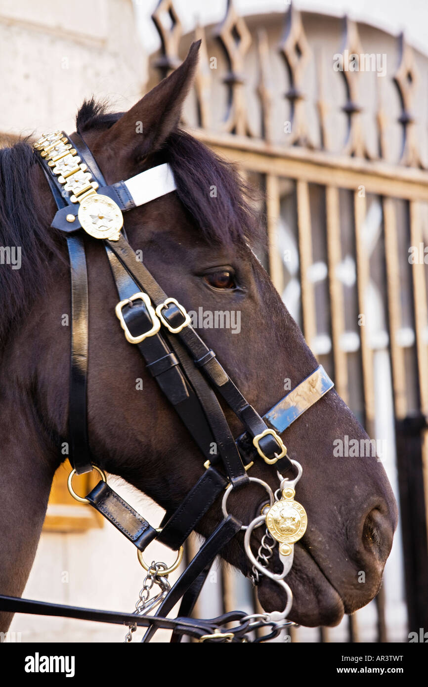 Close-up of horse avec dos-nu au London,UK Banque D'Images