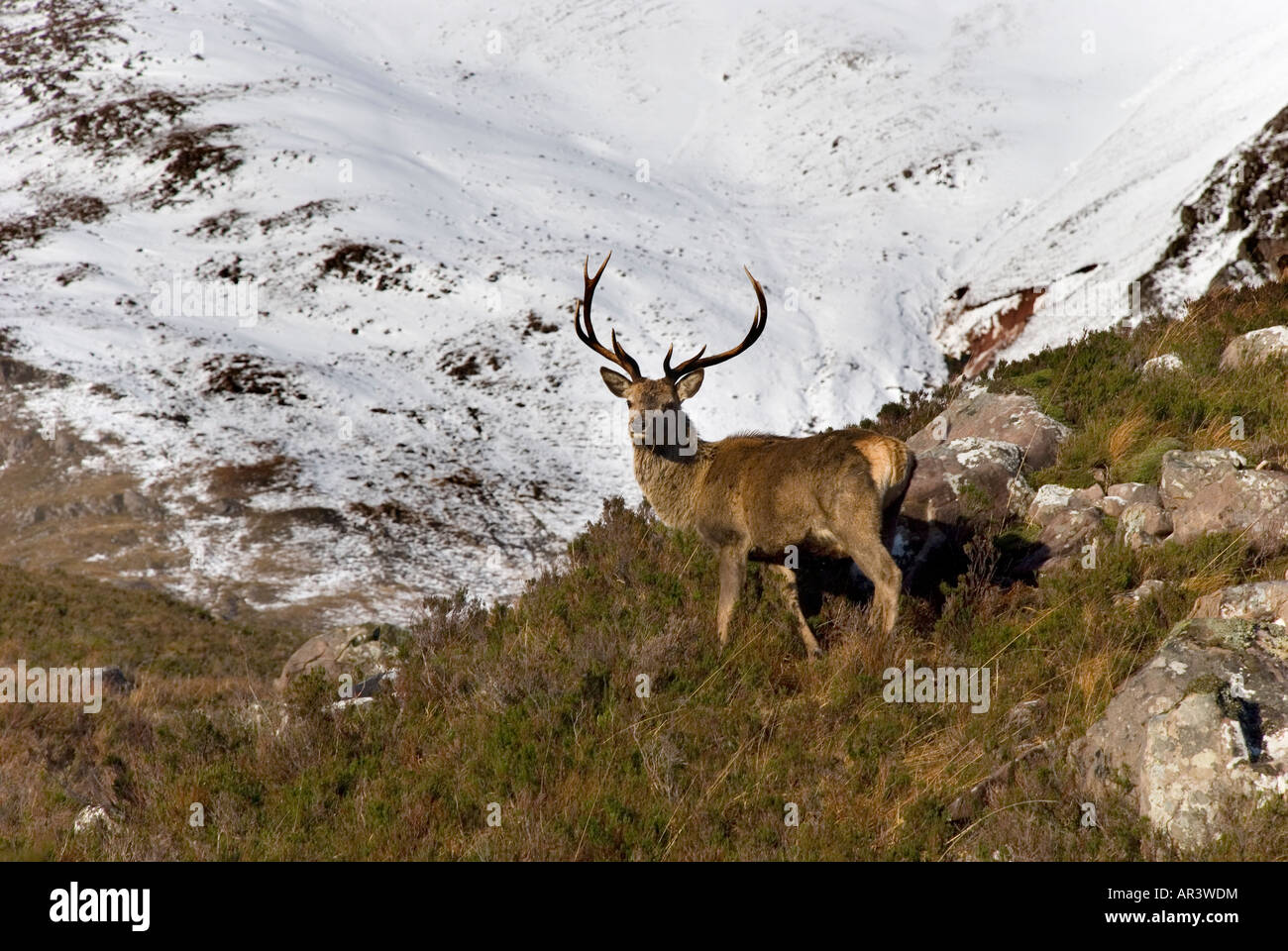 Red Deer Stag en le Torridon Hills, Wester Ross, Scotland Banque D'Images