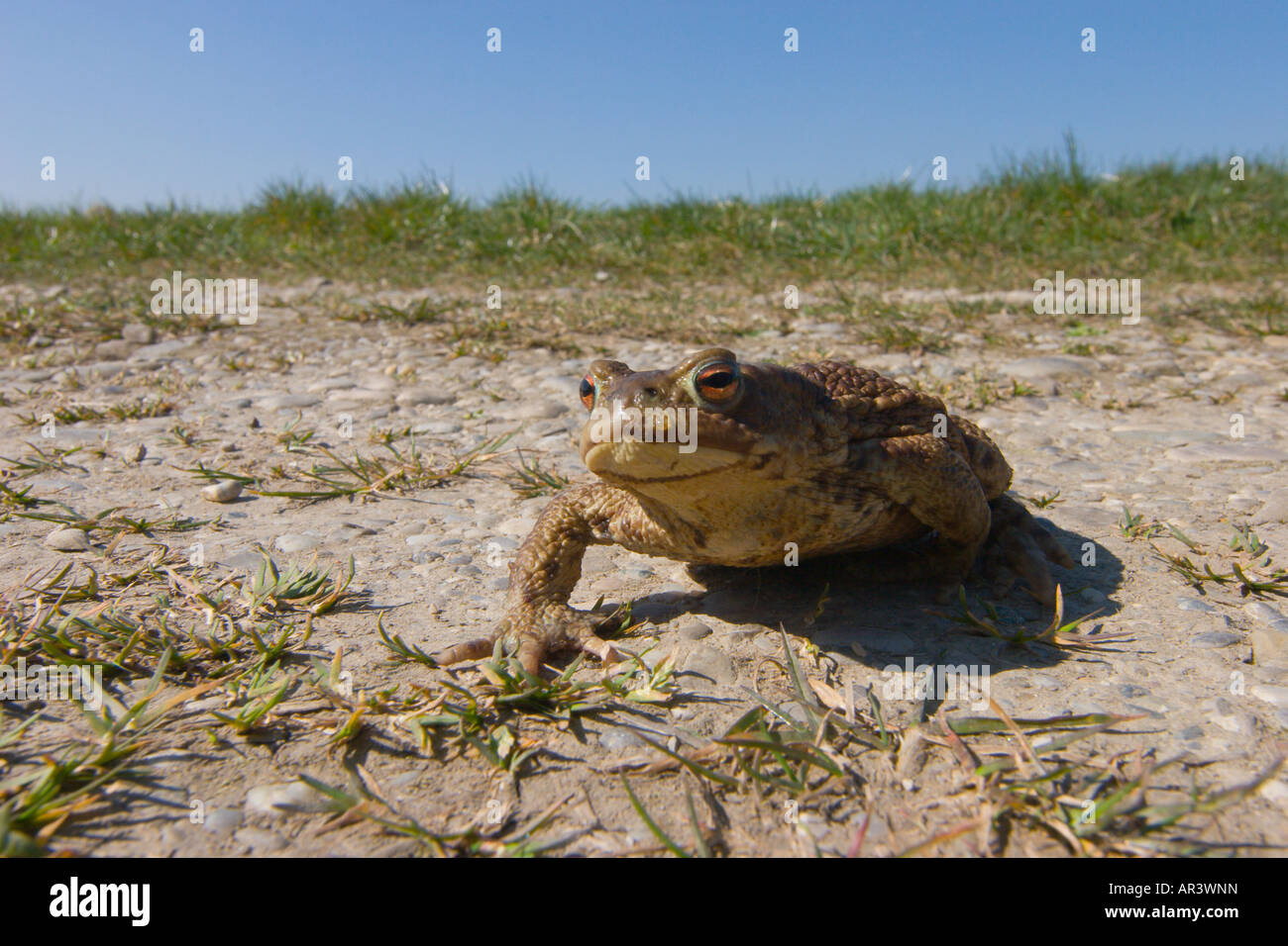Toad Bufo bufo sur le chemin de l'eau au printemps Banque D'Images
