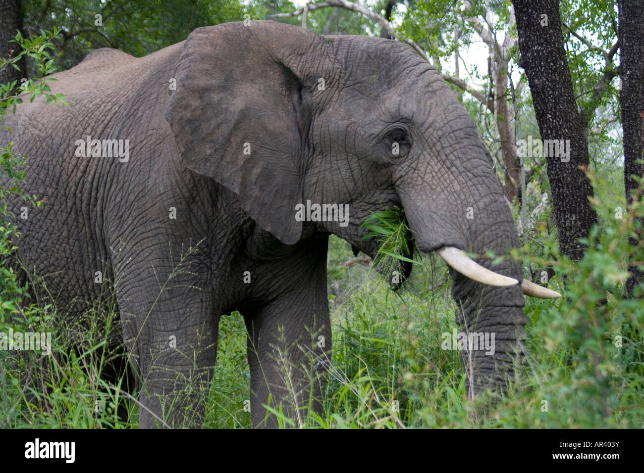 L'éléphant d'Afrique est une grande habitation terrestre herbivore mammifère dont régime alimentaire se compose de feuilles de graminées les racines de l'écorce de bambou Banque D'Images