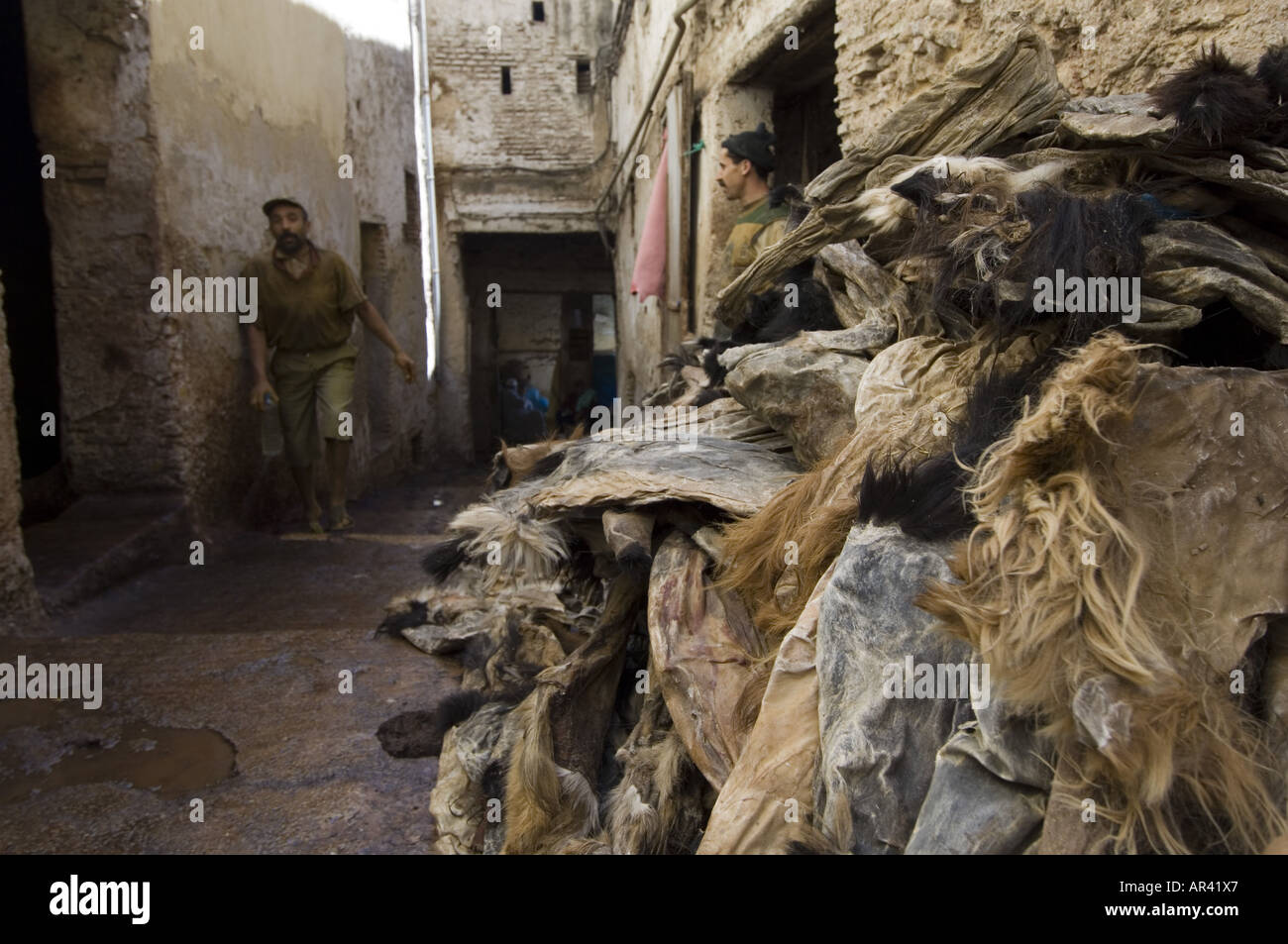 Les fourrures chez les tanneurs trimestre, chouara, Fes, Maroc Banque D'Images