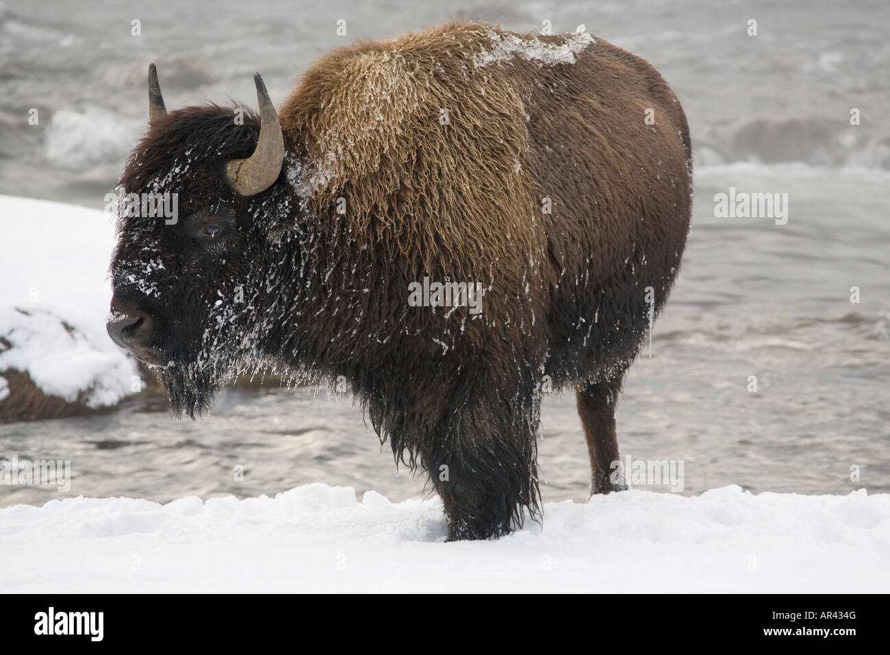 Le Parc National de Yellowstone Bison creuser dans la neige pour manger de l'herbe à la rivière Firehole Banque D'Images