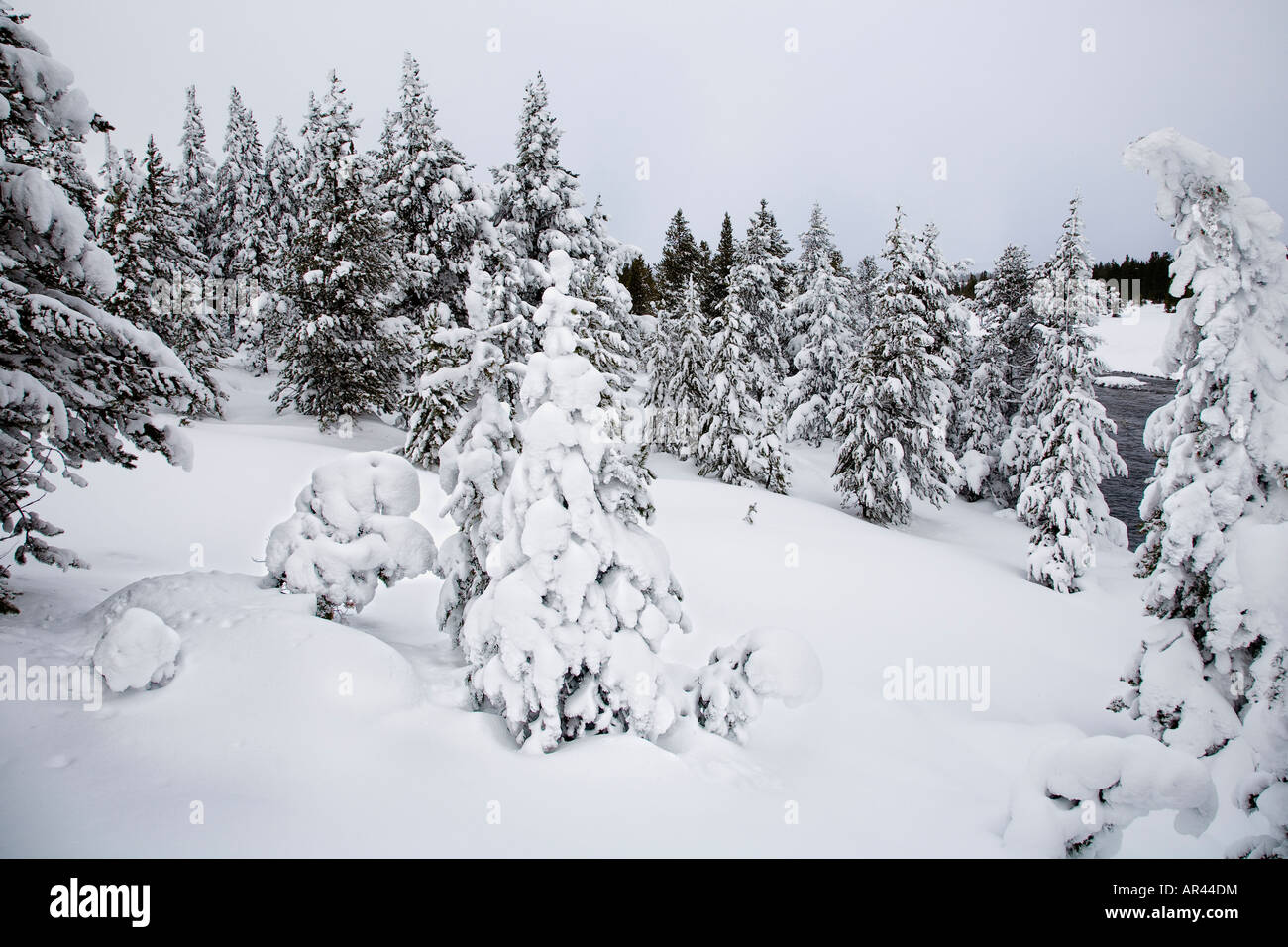 Le Parc National de Yellowstone dans la neige hiver arbres couverts de givre à l'Excelsior Printemps Banque D'Images