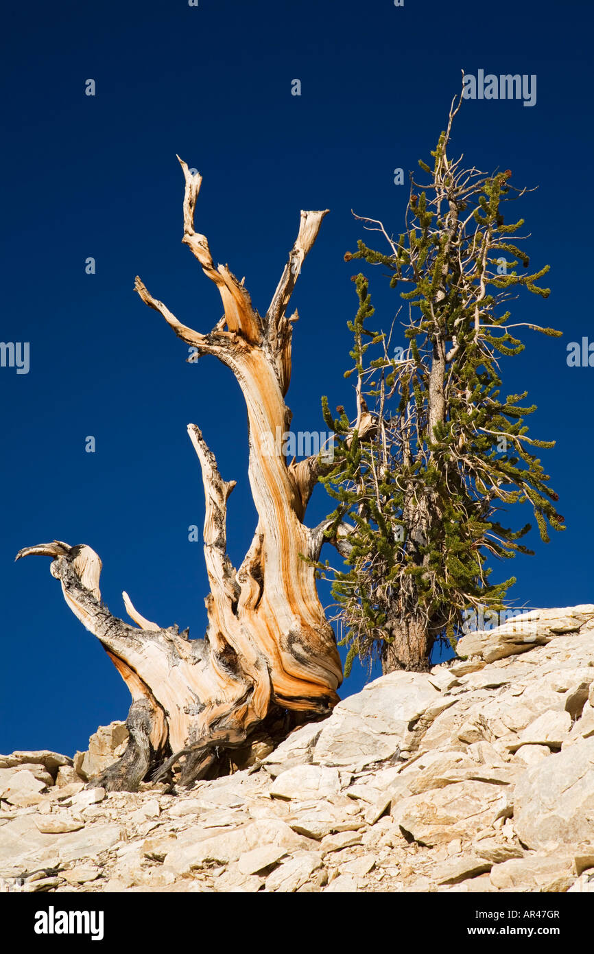 Ancien Parc Forestier De Pins De Bristlecone Banque De Photographies Et 