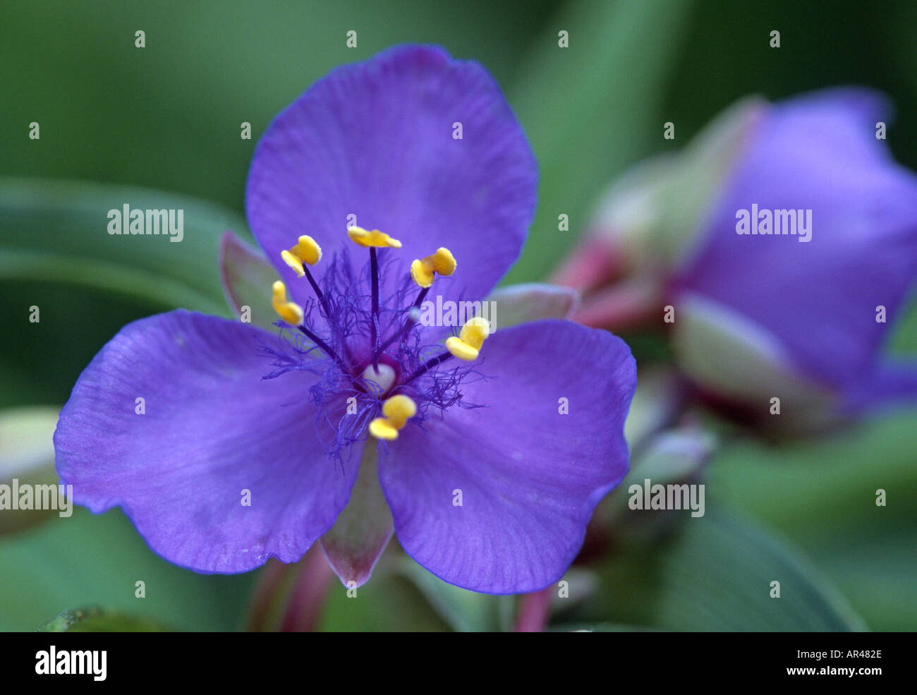 Tradescantia ohiensis tradescantie Wolf Road Prairie Cook County Illinois USA Banque D'Images