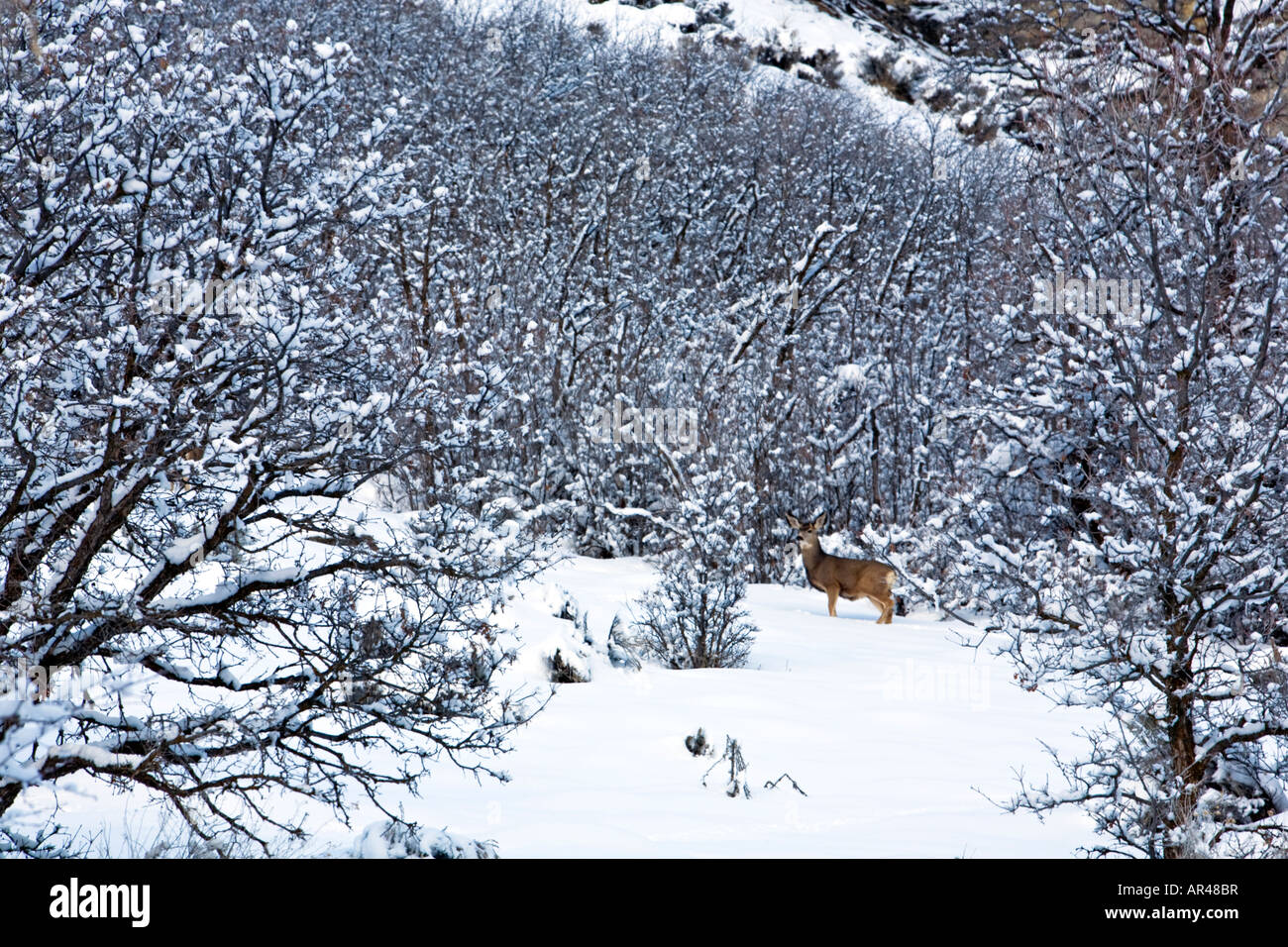 Chêne d'hiver cerf brosse dans les montagnes Wasatch de l'Utah Banque D'Images