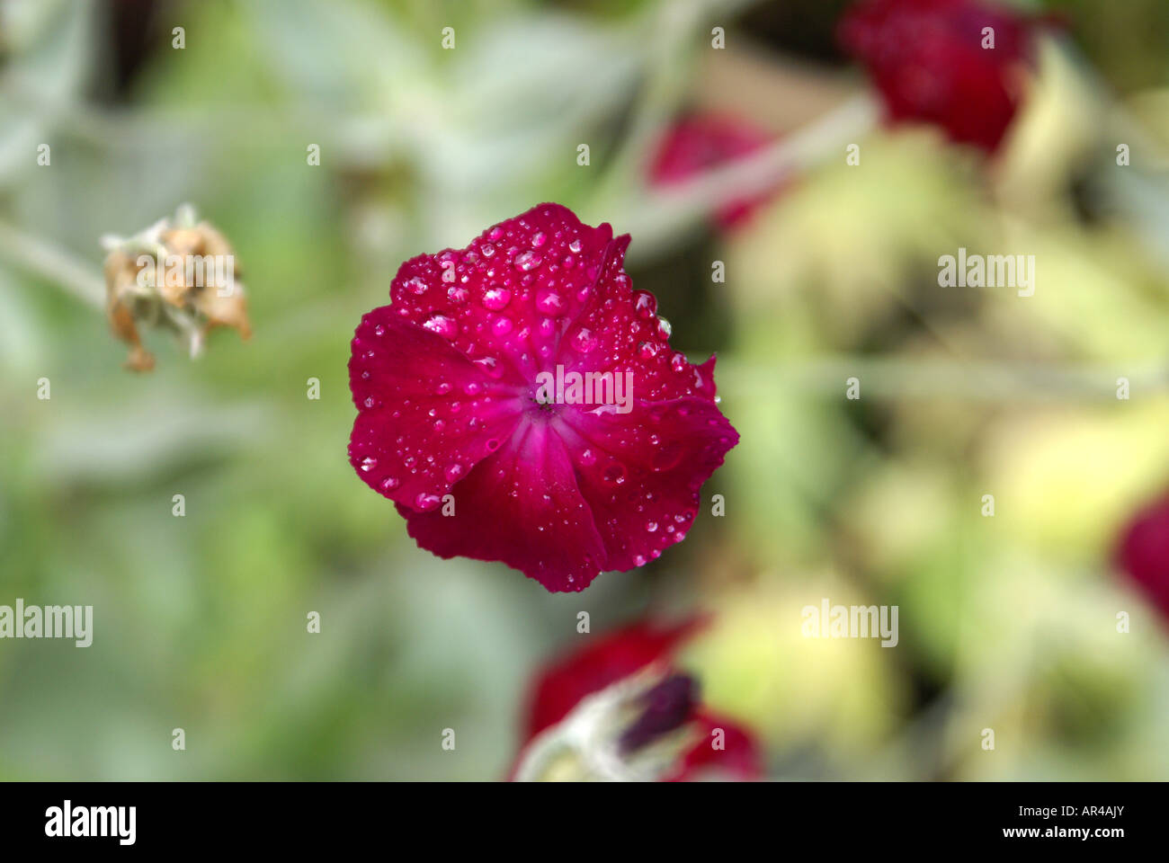 ROSE CAMPION Lychnis coronaria, Molène, rose, rose de Molène, SILENE CORONARIA, Dusty Miller, William sanglante, RED BIRD'S EYE, CO Banque D'Images