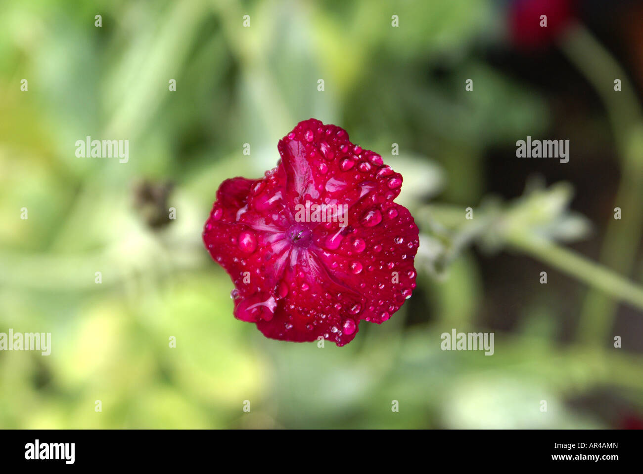 ROSE CAMPION Lychnis coronaria, Molène, rose, rose de Molène, SILENE CORONARIA, Dusty Miller, William sanglante, RED BIRD'S EYE, CO Banque D'Images