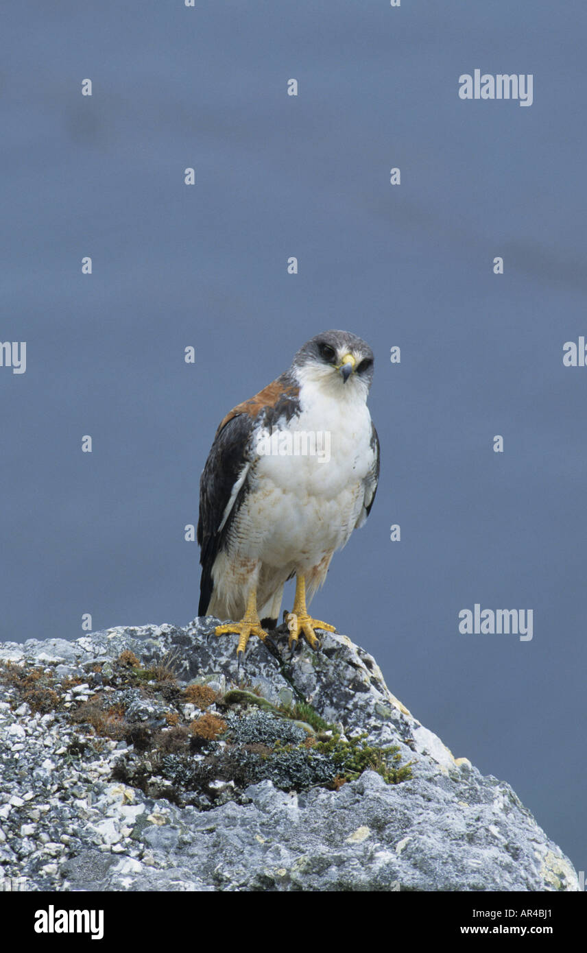 Buteo polyosoma rouge soutenu Malouines femelles adultes Banque D'Images