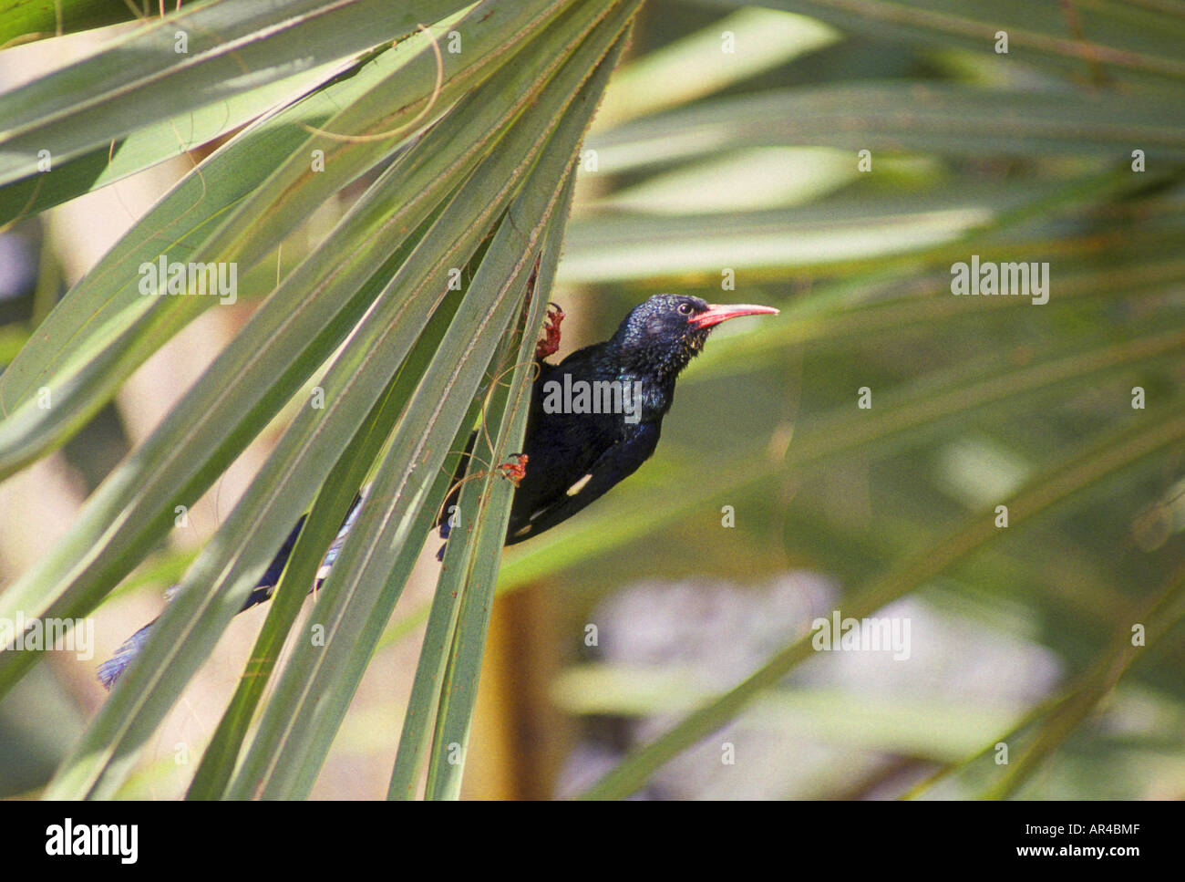 Phoeniculus purpureus huppe bois vert Banque D'Images