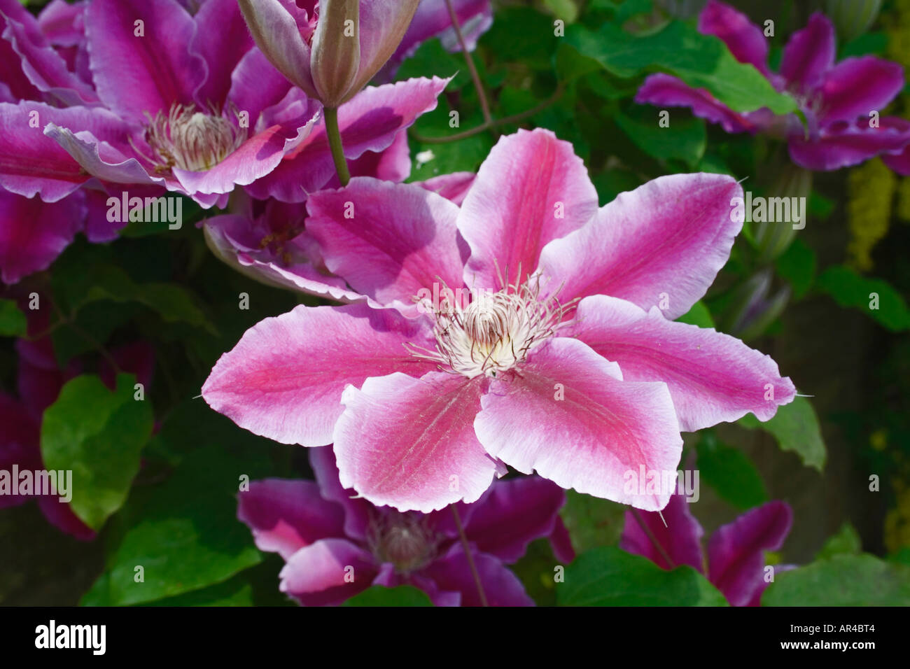 Clématite Nelly Moser. Close up de grandes fleurs nouvellement ouvert. Hybride. Jardin anglais. UK Banque D'Images