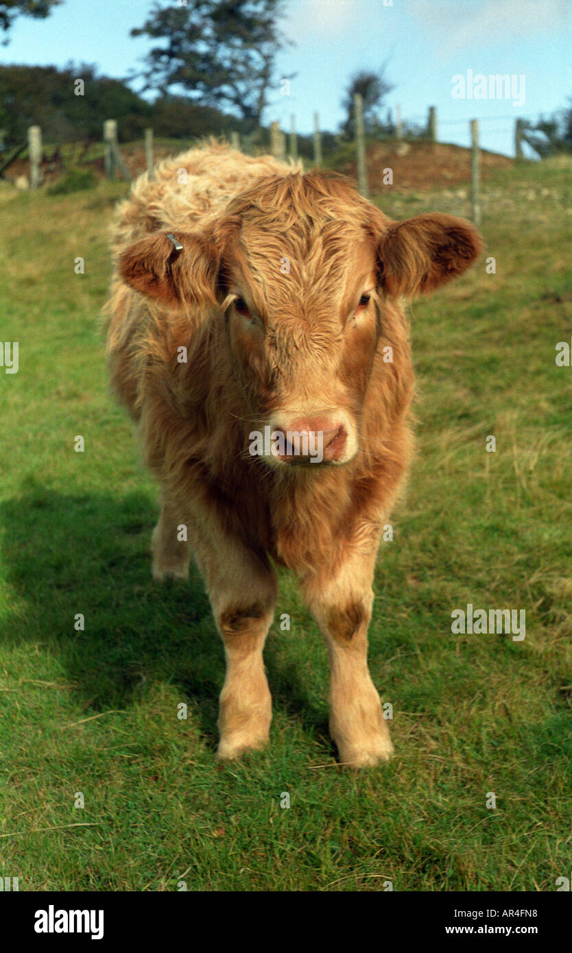 Étiquette d'oreille Charolais Veau de boucherie sur le terrain Banque D'Images