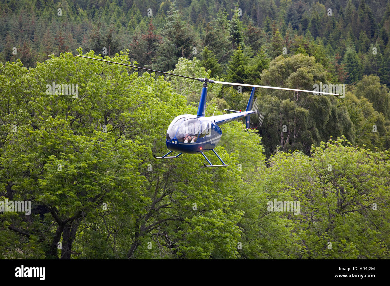 Robinson R44 hélicoptère léger à quatre places en vol stationnaire et sur le point d'atterrir sous la limite des arbres près de River Don Scotland UK Banque D'Images