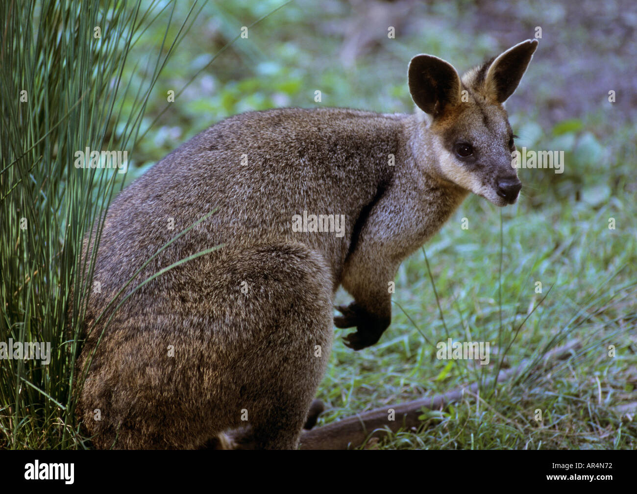 Swamp wallaby Wallabia bicolor Nouvelle Galles du Sud en Australie Banque D'Images