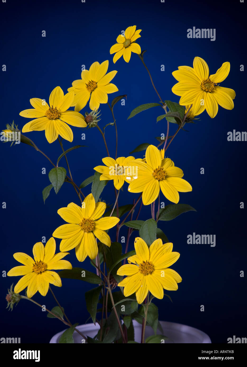 Heliopsis helianthoides (Oxeye lisse) Banque D'Images