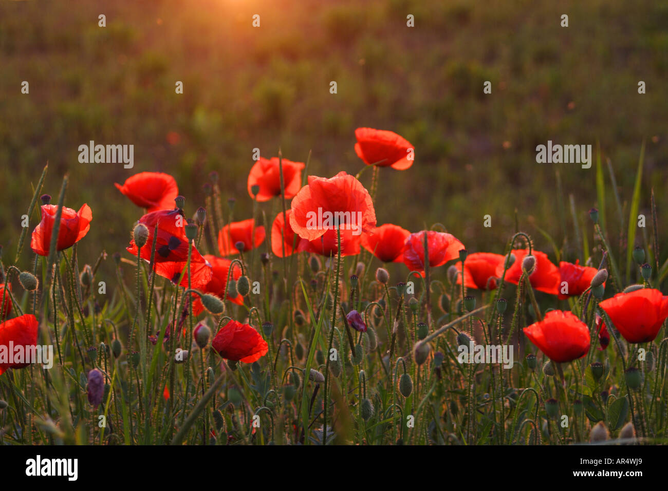 Mohnblumen, Mohnblume, Klatsch-Mohn Mohnblumenfeld Klatschmohn,,, Papaver rhoeas COQUELICOT SUR LE TERRAIN Banque D'Images