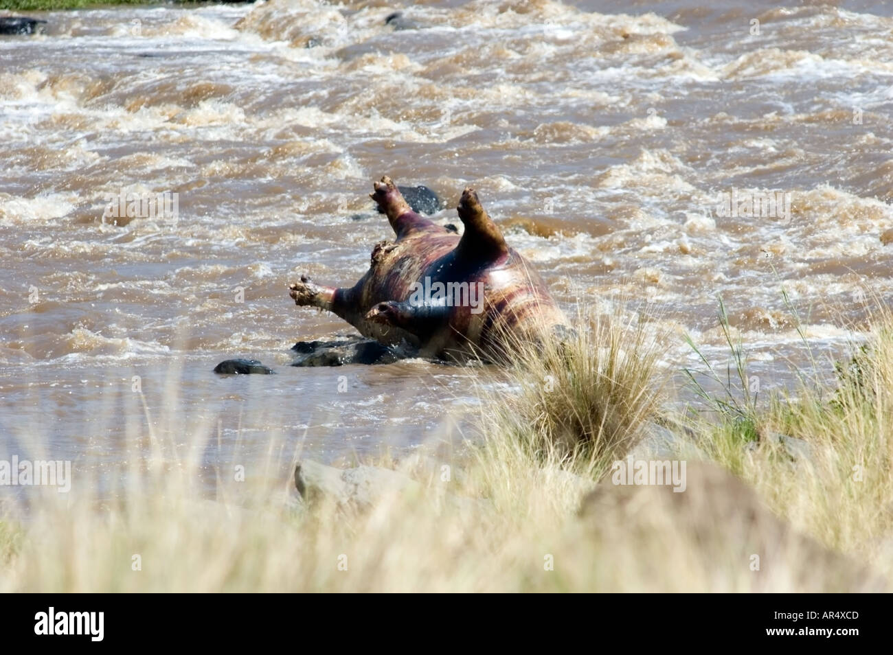 L'Afrique de l'Hippopotame, Hippopotamus amphibius, se trouve à l'envers, mort dans la rivière Mara, Kenya, Afrique de l'Est Banque D'Images