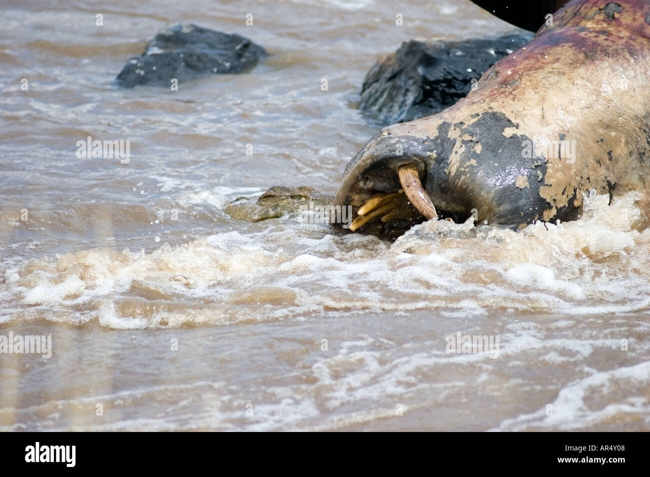 L'Afrique de l'est morte d'hippopotame, Hippopotamus amphibius, être mangé dans la rivière Mara, Kenya, Afrique de l'Est. Banque D'Images