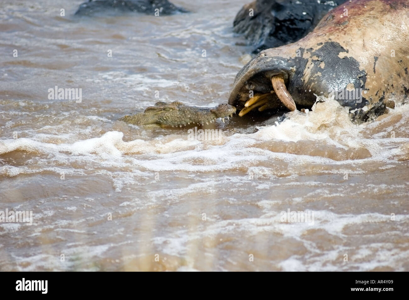 L'Afrique de l'est morte d'hippopotame, Hippopotamus amphibius, être mangé dans la rivière Mara, Kenya, Afrique de l'Est. Banque D'Images