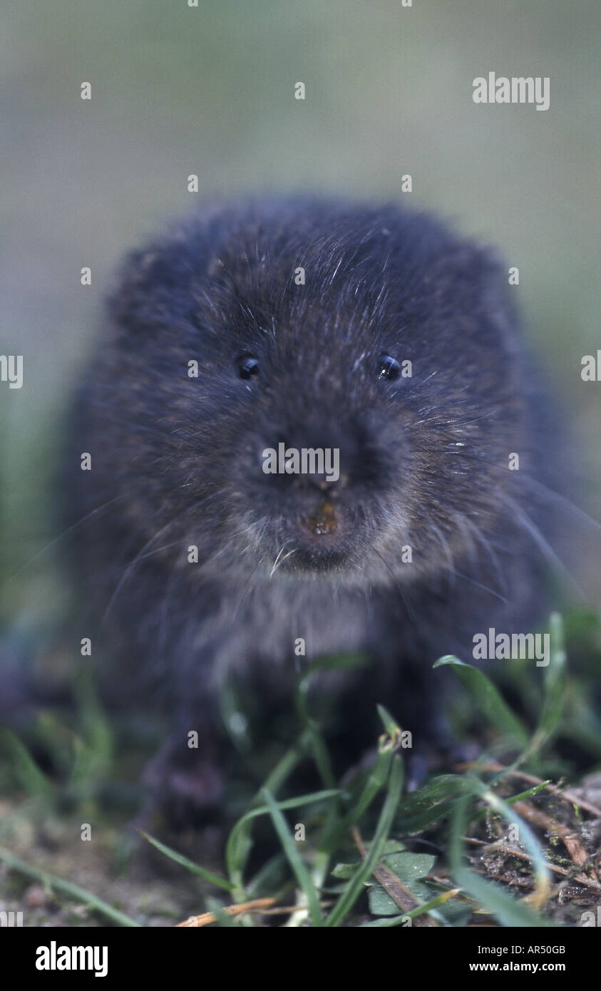 Schermaus, Arvicola sapidus, sud-ouest de l'Europe, le campagnol de l'eau Banque D'Images