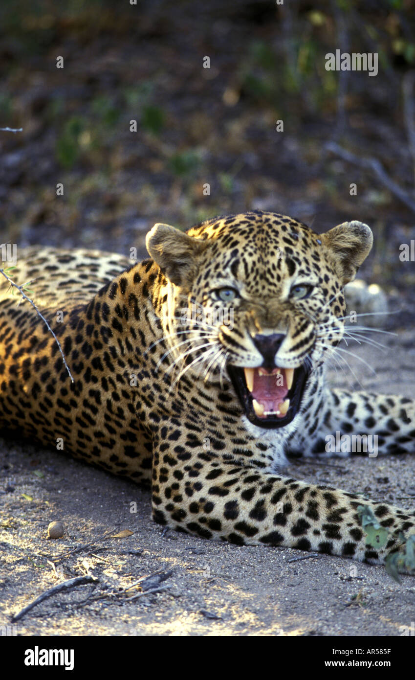 Portrait de snarling leopard à l'appareil photo à droite Banque D'Images