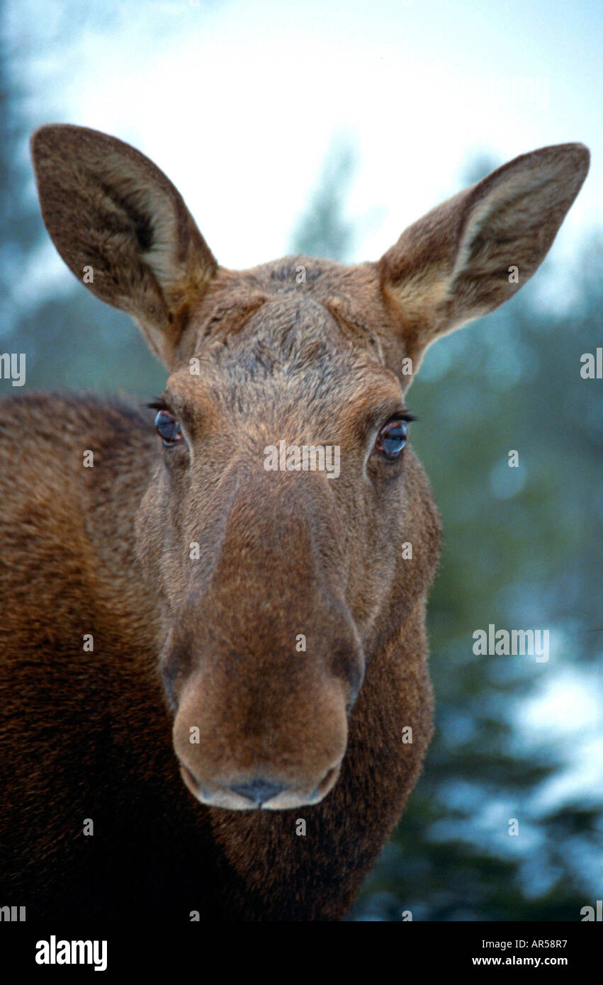 Elch bull moose Alces alces elch Vaestergoetland Suède Banque D'Images
