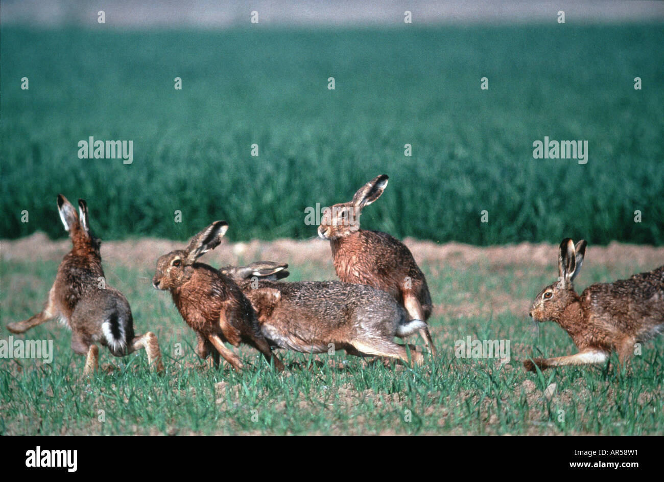 European Brown Hare, Lepus europaeus, Feldhase, Allemagne Banque D'Images