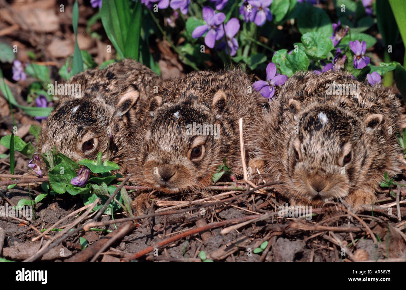 Trois jeunes lièvres bruns de l'attente pour leur mère, Lepus capensis Feldhase, Autriche Banque D'Images