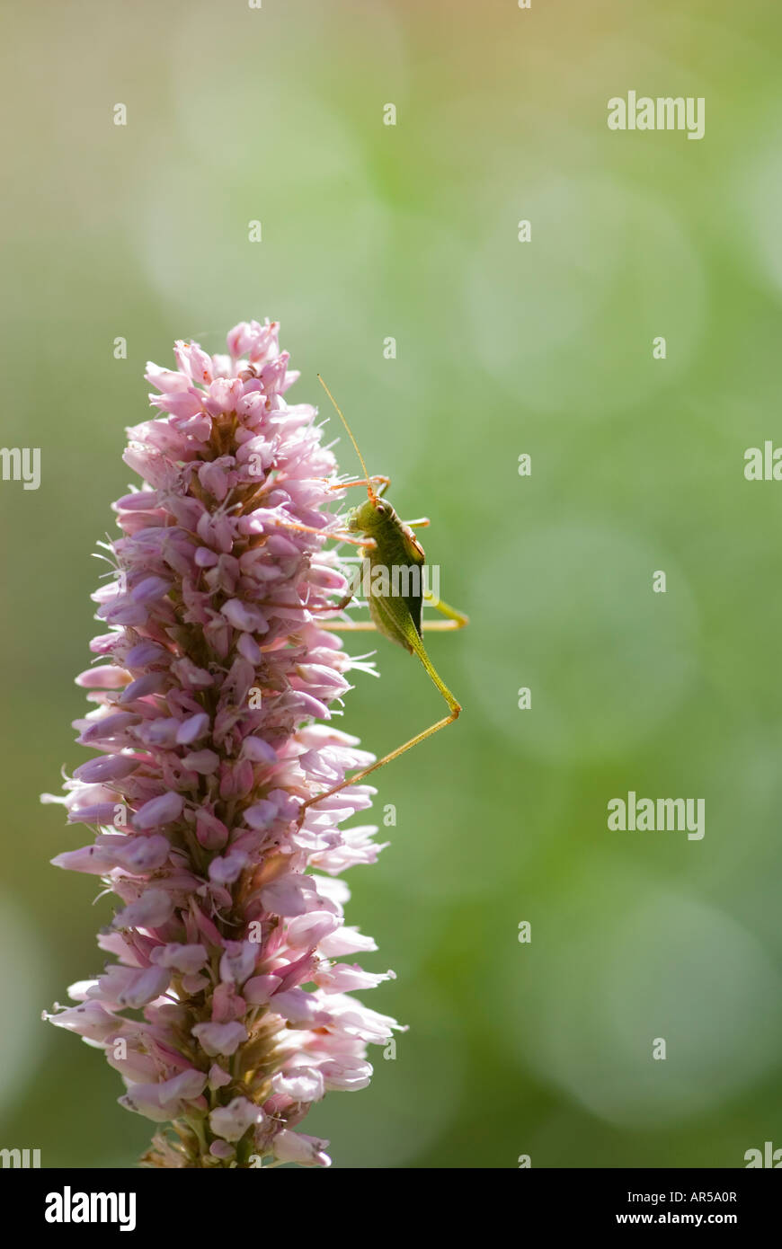 (Mouchetée Leptophyes moricei) sur Renouée bistorte (Polygonum bistorta) Banque D'Images
