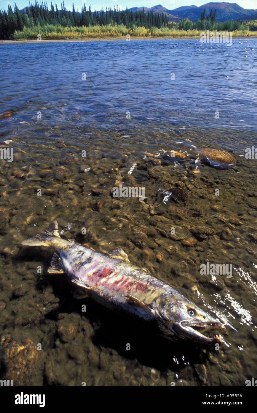 Dead engendré hors Chum le saumon dans le gravier le long de la rivière Kobuk automne SW Alaska USA Banque D'Images