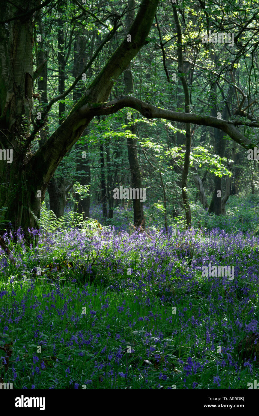 HYACINTHOIDES NON SCRIPTA BLUEBELL WOOD Banque D'Images