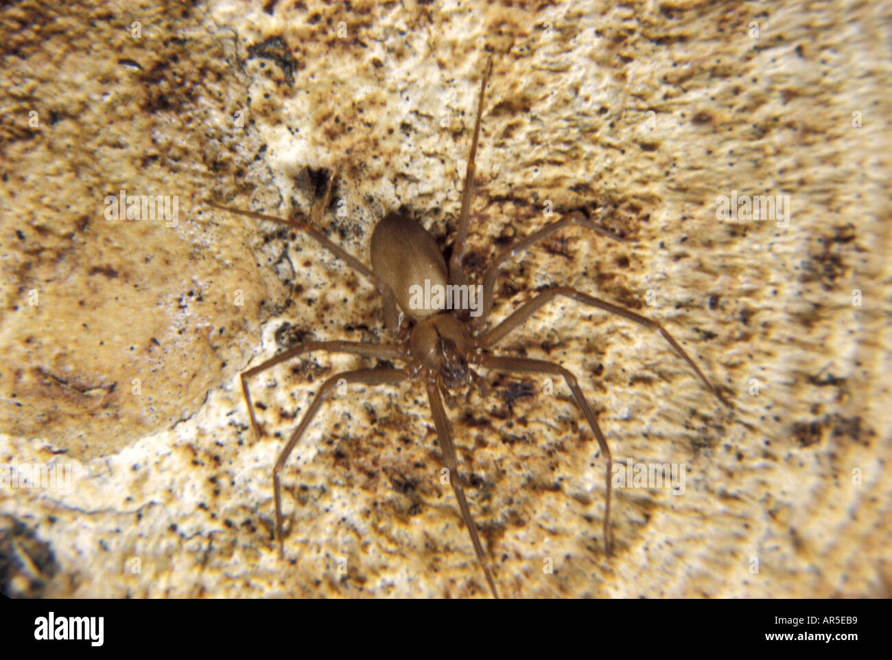 Brown Recluse SPIDER d'INVERTÉBRÉS Banque D'Images