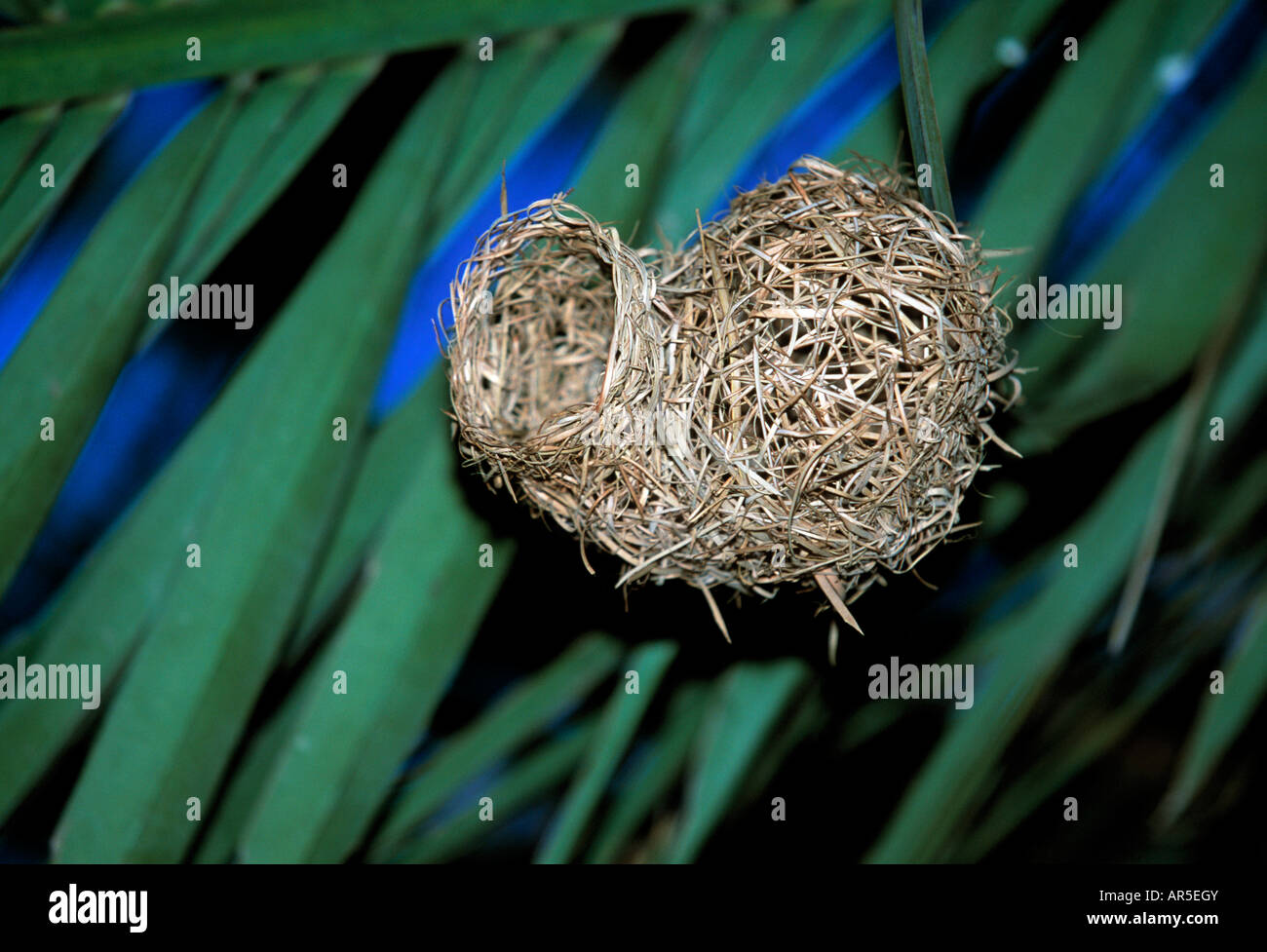 tissage naturel Banque D'Images
