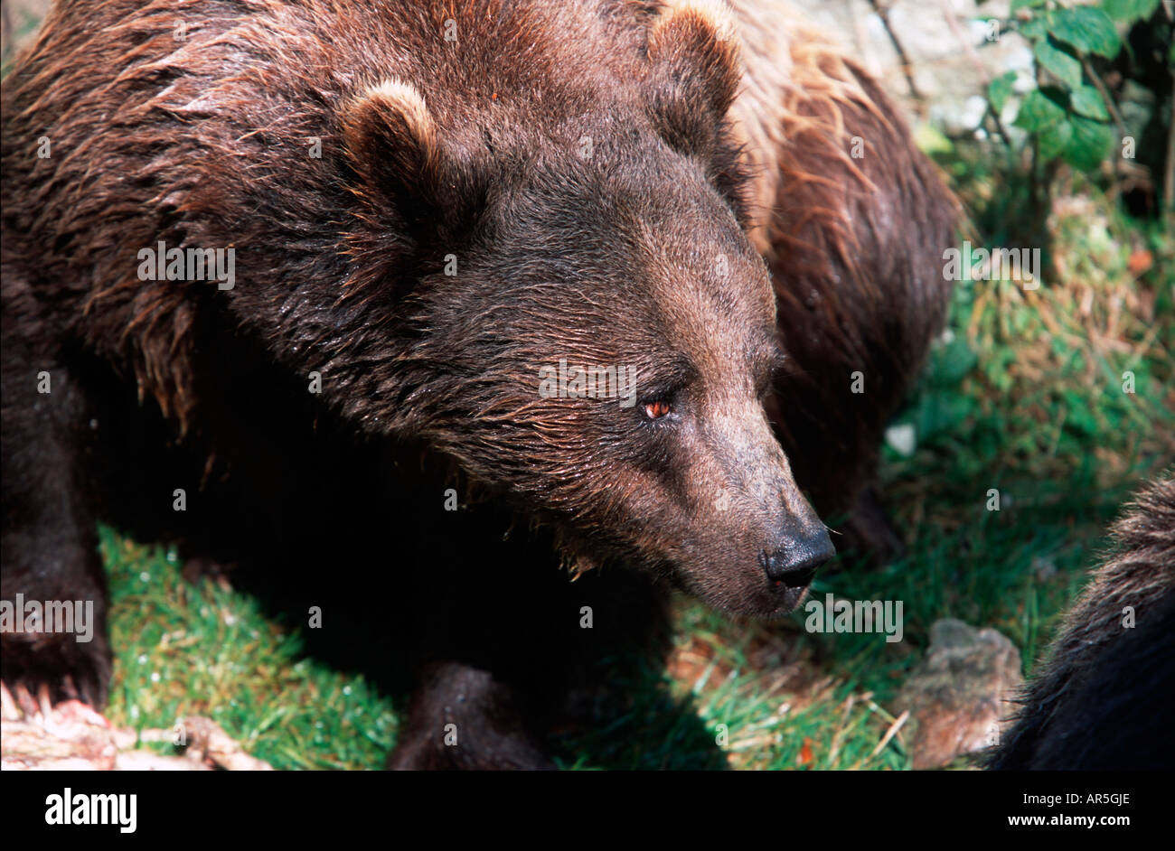 L'ours brun européen, Braunbear, Ursus arctos, Europe, Allemagne, NP Bayerischer Wald Banque D'Images