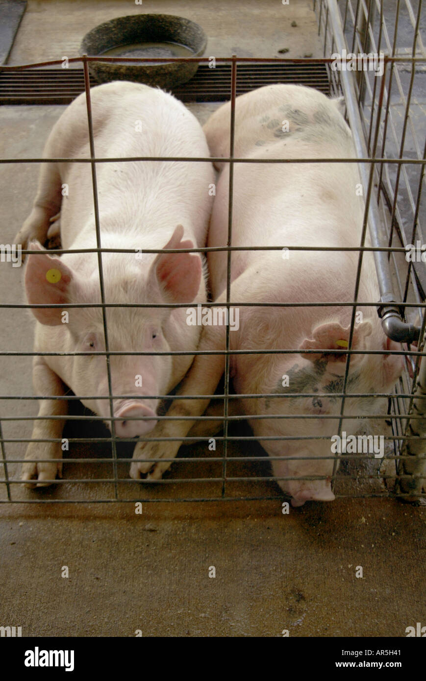 Deux porcs répéter dans une grange dans une école secondaire de l'élevage dans l'installation du programme Fullerton California USA Banque D'Images