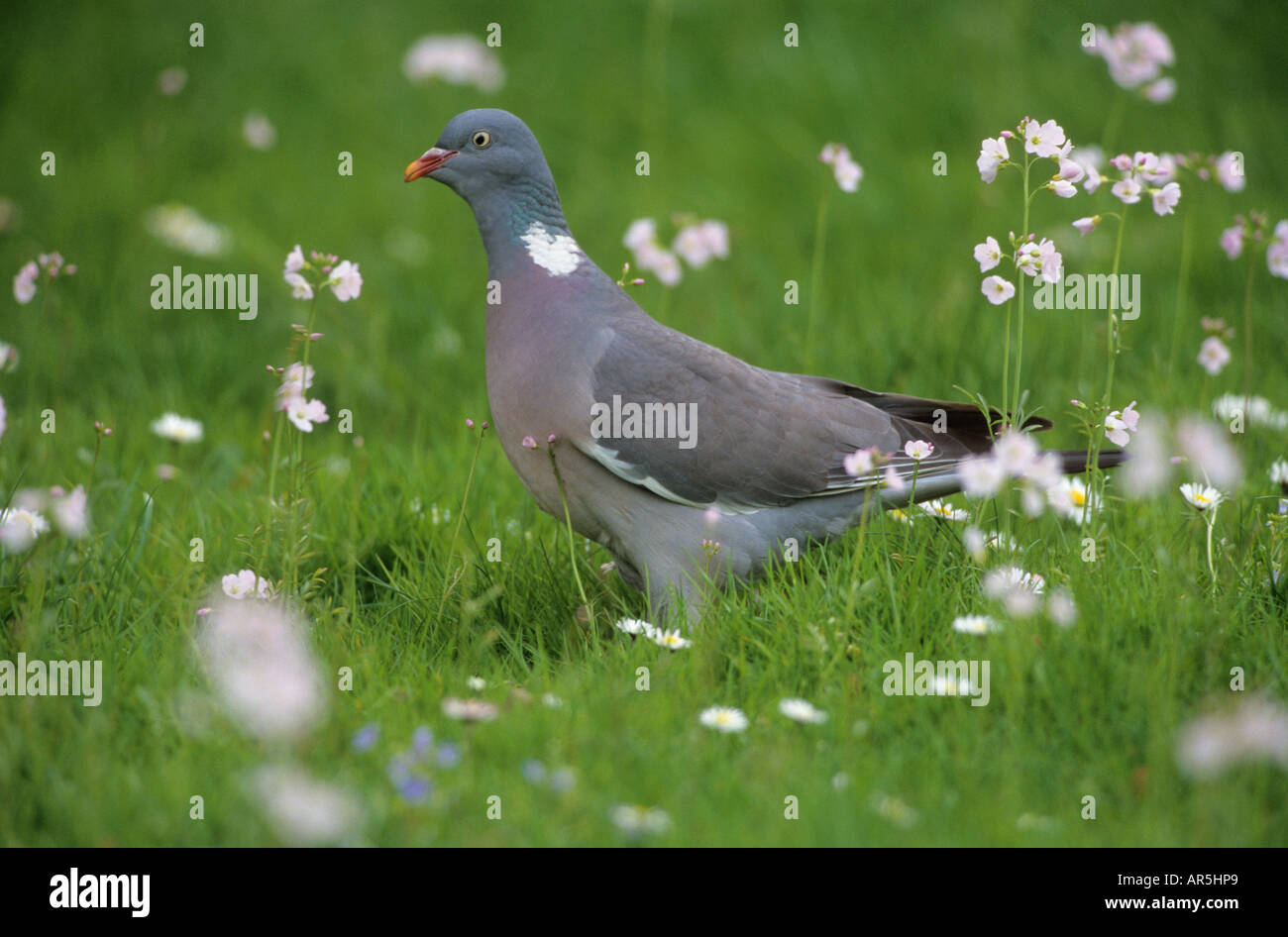 Pigeon ramier - standing on meadow / Columba palumbus Banque D'Images