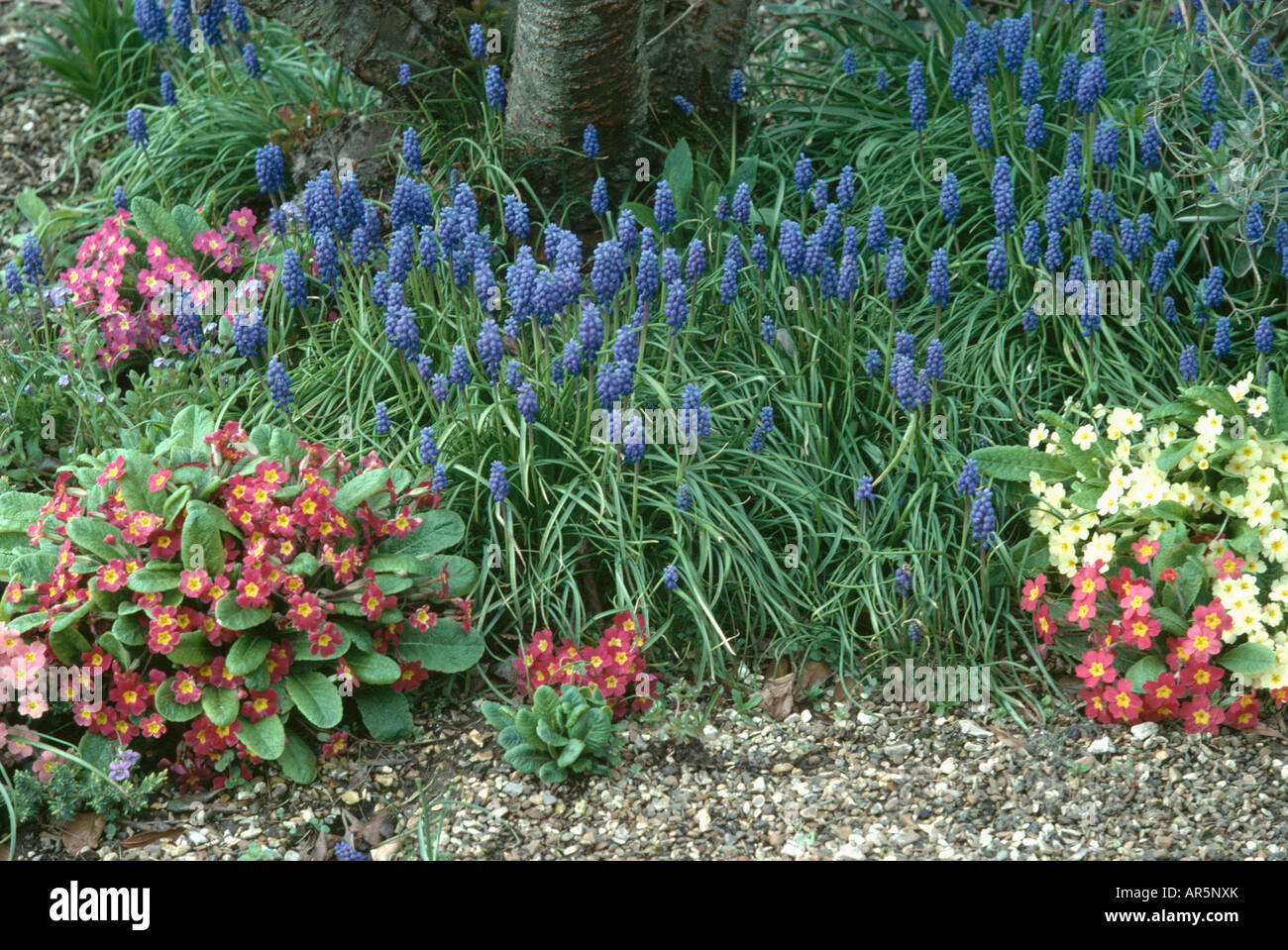 Close up de muscari bleu en rouge et jaune primevères au printemps border Banque D'Images