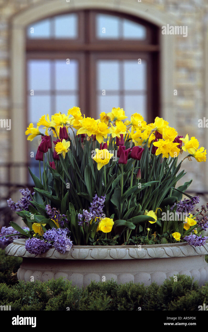 Récipient de jonquilles, tulipes, pensées et MUSCARIS AU MINNESOTA ACCUEIL. Mai. Banque D'Images