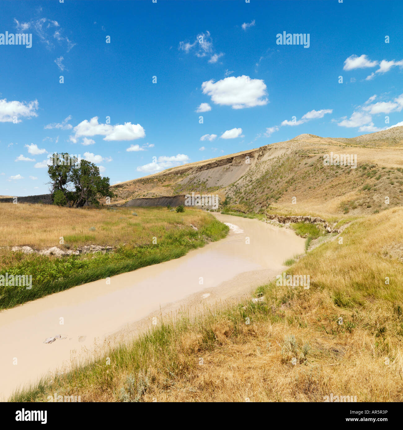Paysage panoramique avec Muddy Creek et arbre Banque D'Images