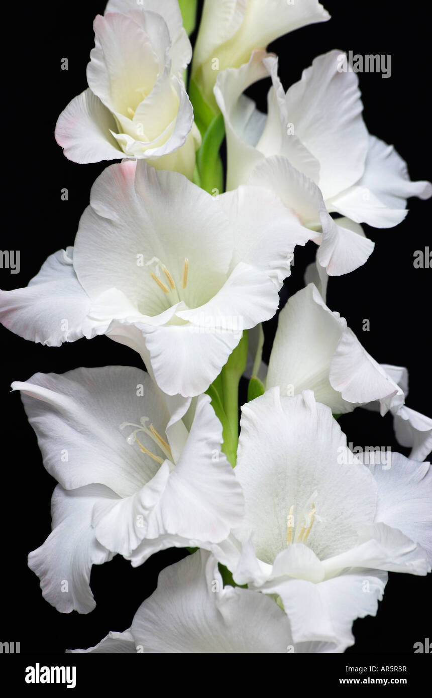 Glaïeuls blancs close up Gladiolus sp Banque D'Images